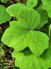 Pelargonium tomentosum