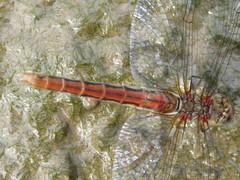 Sympetrum pallipes
