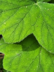 Pelargonium tomentosum
