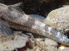 Cottus sabaudicus