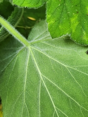 Pelargonium tomentosum