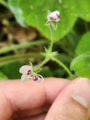 Pelargonium tomentosum