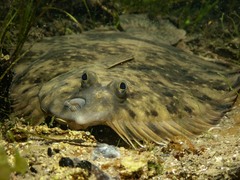 Rhombosolea tapirina