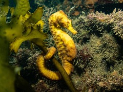 Hippocampus abdominalis