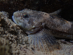 Cottus sabaudicus