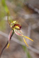 Caladenia corynephora