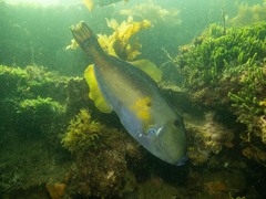 Meuschenia freycineti