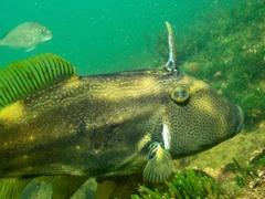 Meuschenia freycineti