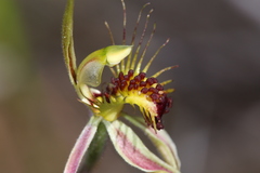 Caladenia corynephora