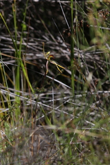 Caladenia corynephora