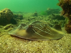 Trygonorrhina dumerilii