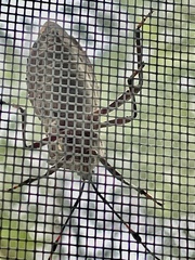 Pachylis nervosus