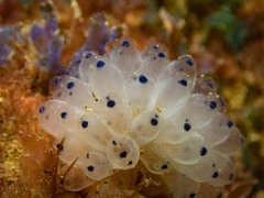 Clavelina pseudobaudinensis