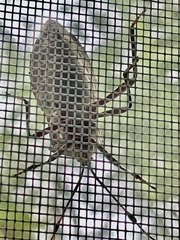 Pachylis nervosus
