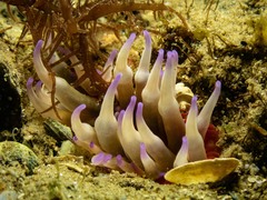 Epiactis australiensis