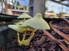 Leucocoprinus birnbaumii image