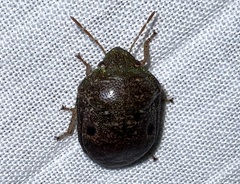 Diolcus chrysorrhoeus