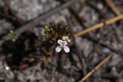 Stylidium guttatum