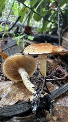 Pholiota brunnescens