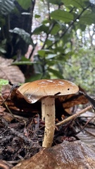 Pholiota brunnescens