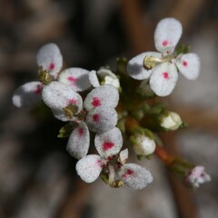 Stylidium guttatum
