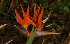 Strelitzia reginae
