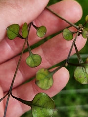 Coprosma arborea