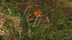 Strelitzia reginae