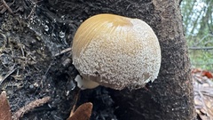 Coprinellus bipellis