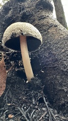 Coprinellus bipellis