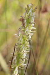 Prasophyllum brownii