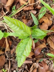 Ficus hispida