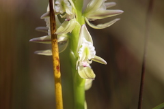 Prasophyllum brownii