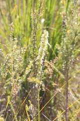 Prasophyllum brownii