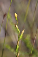 Thelymitra tigrina