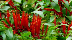 Agelanthus kraussianus