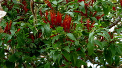 Agelanthus kraussianus