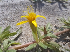 Pectis multiflosculosa