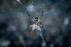 Argiope argentata