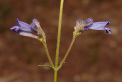 Penstemon gracilentus