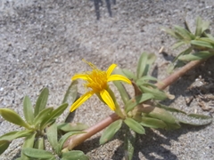 Pectis multiflosculosa