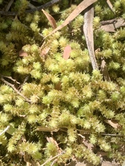 Ptychomnion aciculare