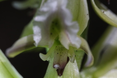 Prasophyllum brownii