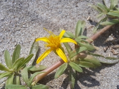 Pectis multiflosculosa