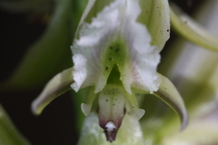 Prasophyllum brownii