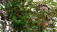 Agelanthus kraussianus