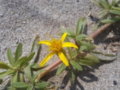 Pectis multiflosculosa