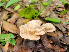 Microporellus obovatus