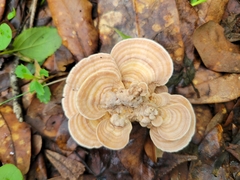 Microporellus obovatus