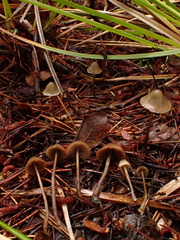 Psilocybe pelliculosa